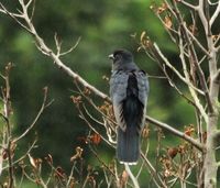 Black-cuckoo