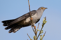 Common-cuckoo