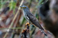 Himalayan-cuckoo