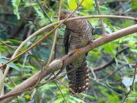 Indian-cuckoo
