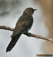 Lesser-cuckoo