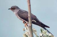 Oriental-cuckoo