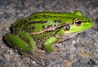 Common-or-Grass-Frog