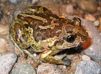 Common-Spade-Foot-Toad