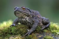 Common-Toad