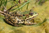 Edible-Frog