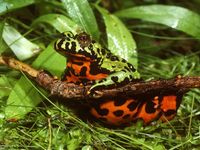 Fire-bellied-Toad