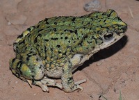 Green-Toad