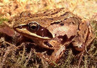 Moor-Frog