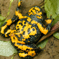 Yellow-bellied-Toad