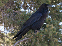 Corvus-corax