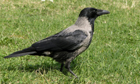 Corvus-corone-cornix