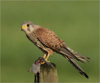 Falco-tinnunculus